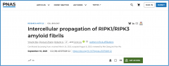 中科院团队发现程序性坏死新机制 RIPK1/RIPK3淀粉样纤维具跨细胞