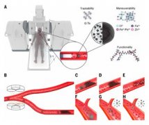  微型机器人血管精准送药成功！动物实验显示靶向给药效率超