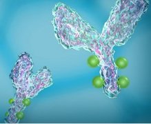 诺纳生物HCAb技术获辉瑞青睐，共拓抗体新药
