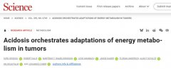 癌细胞“嗜酸”生存机制揭秘！Science研究破解肿瘤代谢核心谜题