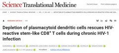 HIV治疗突破！清除pDC可复活关键T细胞，联合疗法清除病毒库